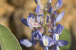 Skyblue lupine